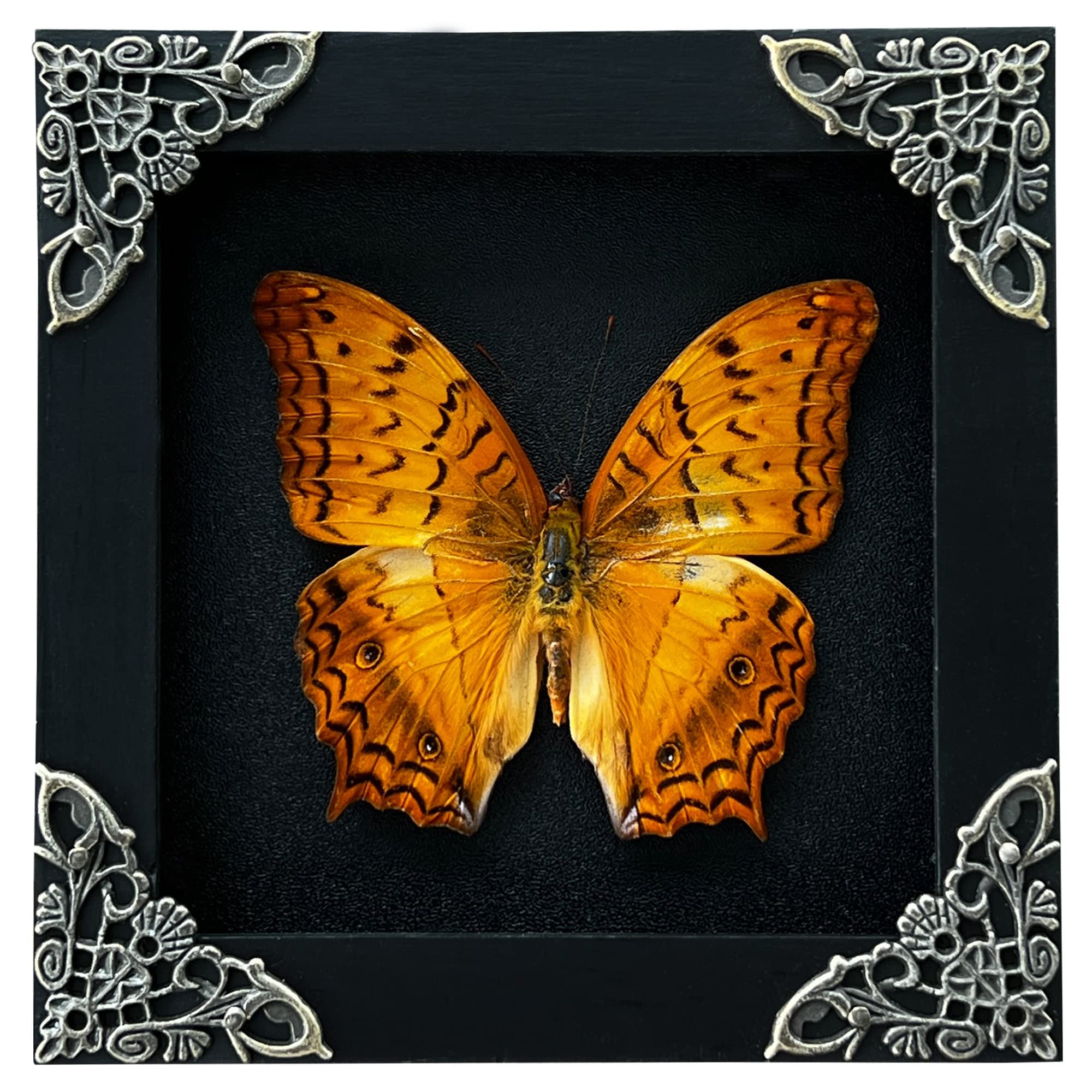 vinatimes Real Yellow Moth Butterfly Insect Dried Bug Lover Gifts for Women Shadow Box Taxidermy Oddity Collectables Specimen Decoration Tabletop Wall Room Art Home Decor Living Gallery K12-31-DE