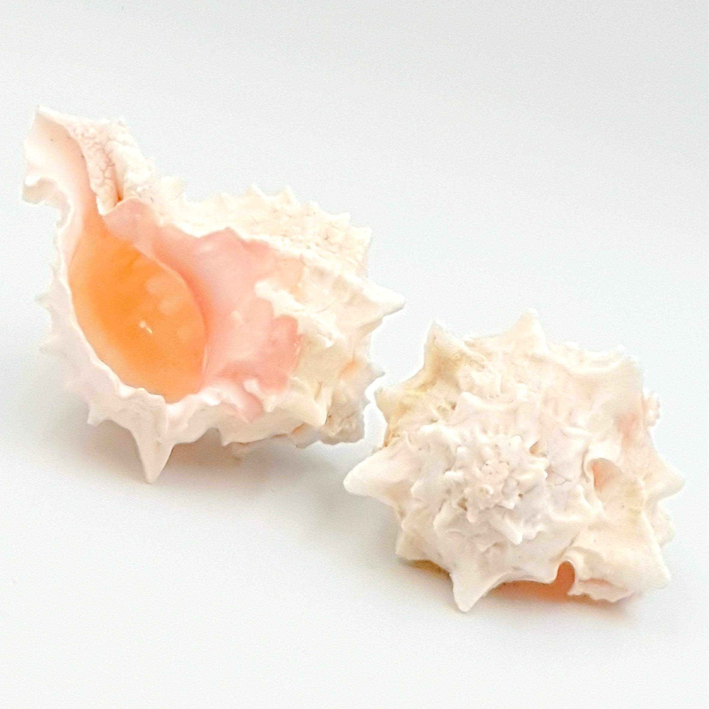MaxJam SET OF 2 Real Rose Murex Conch Shells 8-10 cm Long Large Sea Snail Sea Shell Air Plant Shells - Hanging Ornaments - Nautical Theme - Anniversary, Birthday, Christmas, New Year