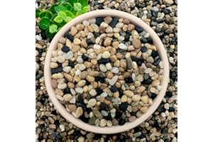 NUPICK 6 lb Aquarium Gravel, 1/4" Ph-Natural Pea Gravel for Fish Tank,Small River Rocks for Plants, Decorative Aquarium Pebbles for Vase Fillers, Landscaping, Succulent, Cactus, Terrarium, Bird Bath