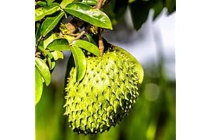 CHUXAY GARDEN Giant Soursop Seed 35 Seeds Annona Muricata Fruit Sweet Juicy Healthy Non-GMO Fruits Soursop Fruit Fresh Durian Fruit Great Ornamental Features High Yield Flourishing