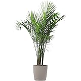 Costa Farms, Premium Live Indoor Majesty Palm, Ravenea rivularis, Floor Plant, 10-inch Gray-Taupe Decorator Planter, Shipped Fresh from Our Farm, Excellent Gift
