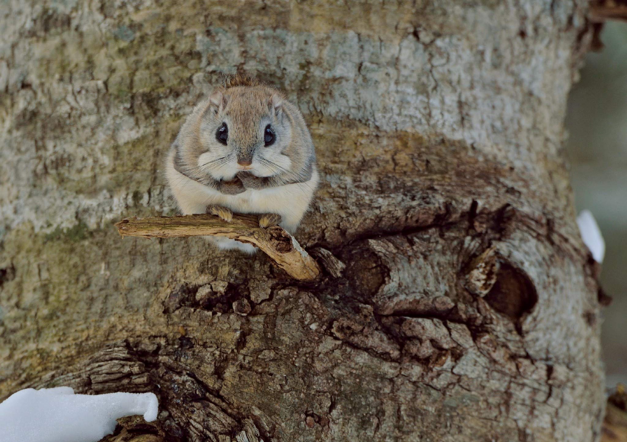 モモンガだモン 北の森からのメッセージ 太田達也 本 通販 Amazon