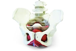 Walter Products B10216 Female Pelvis Model with Organs, Life Size