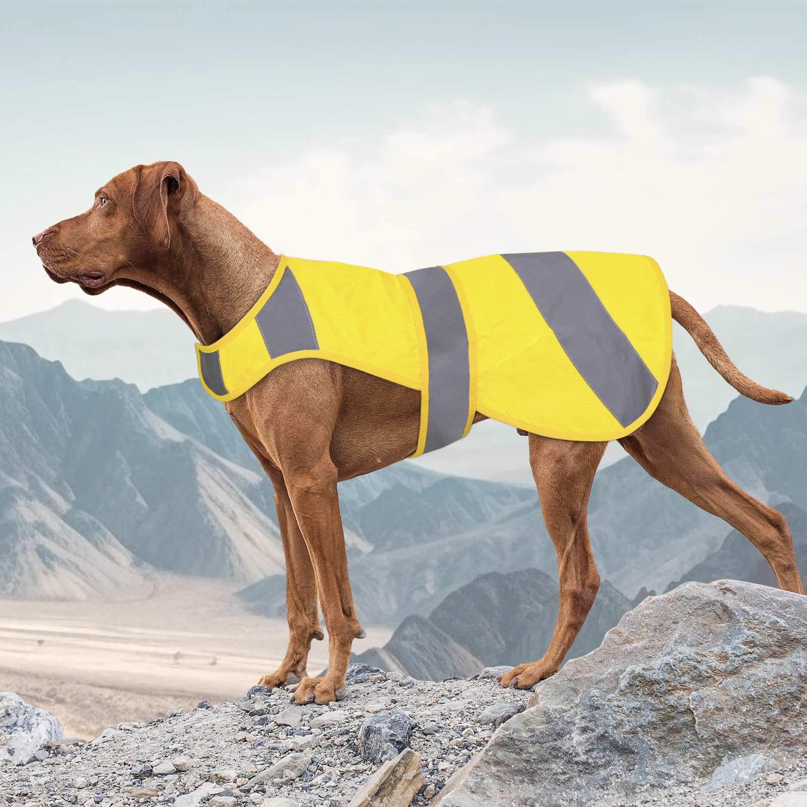 Photo 1 of Orange Dog Vest - High Visibility Safety, Hunting & Jacket for Small to Large Dogs