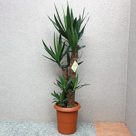 Amazon ユッカ 青年の木 観葉植物 大型 8号プラスチック鉢 品種で選べる観葉植物 リビングやオフィス向きサイズ 1個売り 学名 Yucca Elephantipes Var Gigantea 別名 青年の木 幸福の木 成長の木 リュウゼツラン科 イトラン属 ユッカ属 原生地 北アメリカ