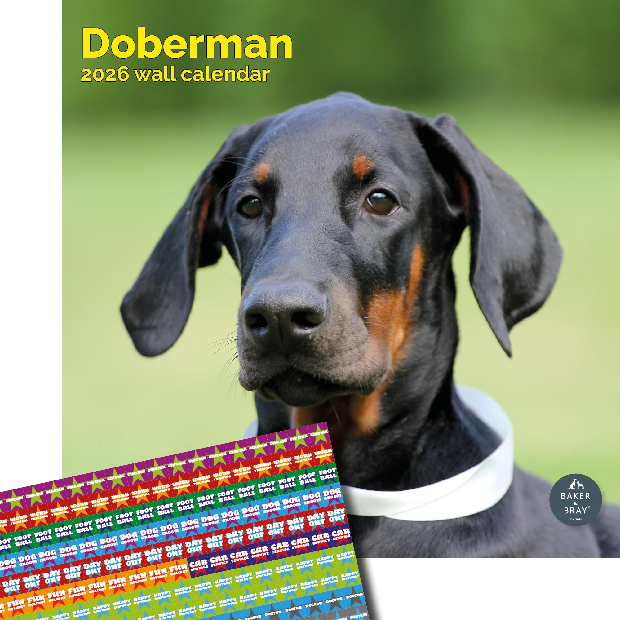 Baker and Bray Doberman Calendar 2026, Large Square Wall Calendar With Organisational Stickers, 16 Month, Doberman Gift Dog Calendar.
