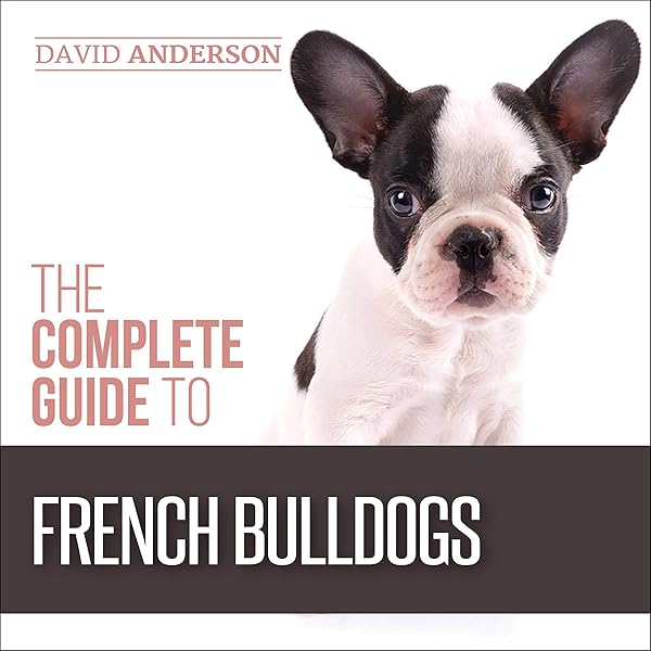 bringing home a french bulldog puppy
