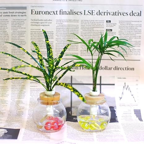 Amazon Co Jp セラハイト 室内の彩りを添える植物 クロトン と テーブルヤシ 2個セット 土なし 清潔 水やり簡単 セラハイト ホーム キッチン Amazon Co Jp セラハイト 室内の彩りを添える植物 クロトン と テーブルヤシ 2個セット 土なし 清潔 水やり簡単 セラハイト ホーム キッチン