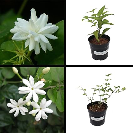 Indian Gardens -Mysore Mali and Mullai Jasmine Plant with Pot Outdoor/Indoor