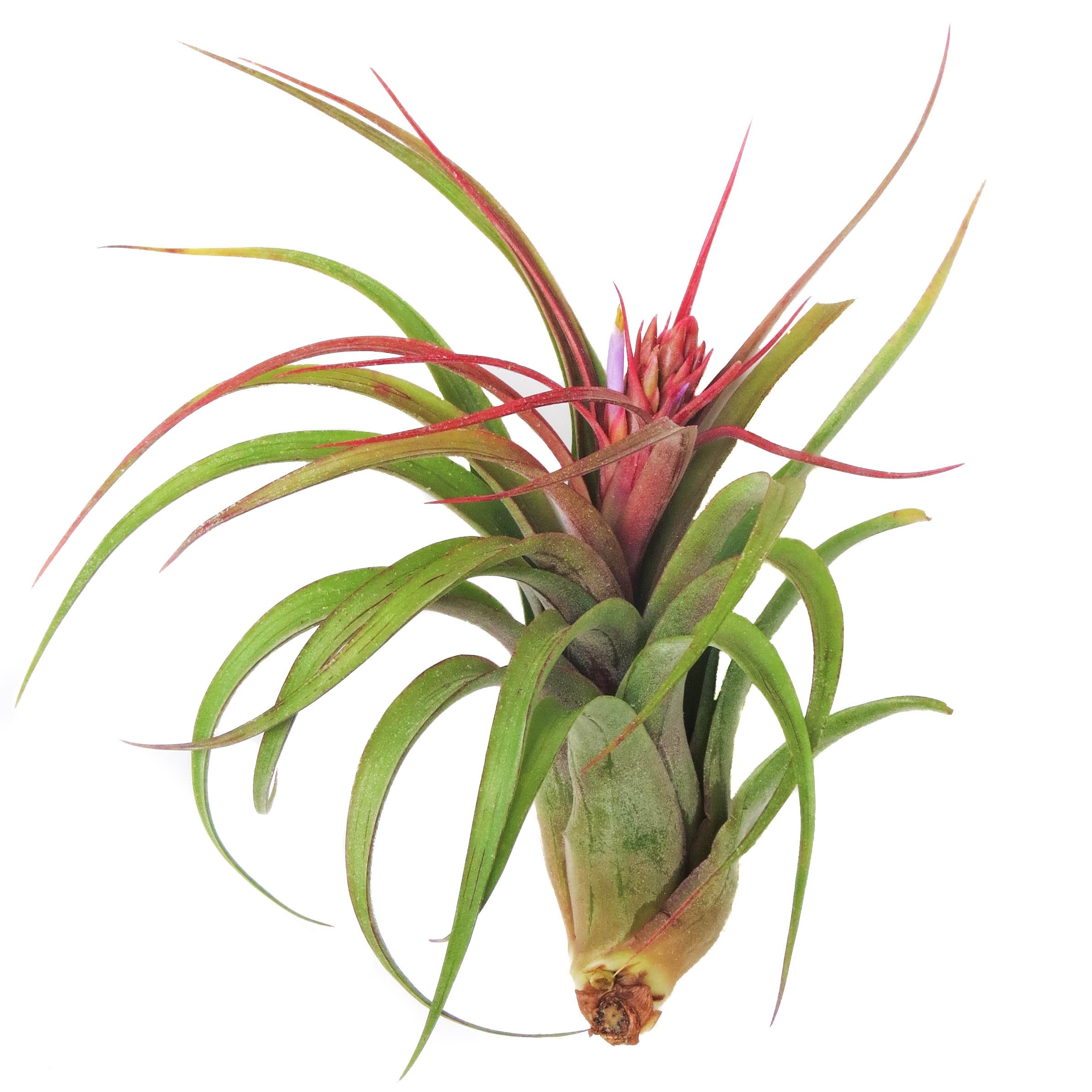 Large Air Plants Large Xerographica Air Plants The