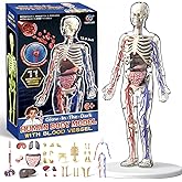 ZAIREG Clear Human Body Structure Model - Max 43-Piece Set, Removable Organs Bones &amp; Transparent, DIY Assembled Human Torso Organ Model, 3D Human Body Skeleton Model for Anatomy (Full Organ Set)