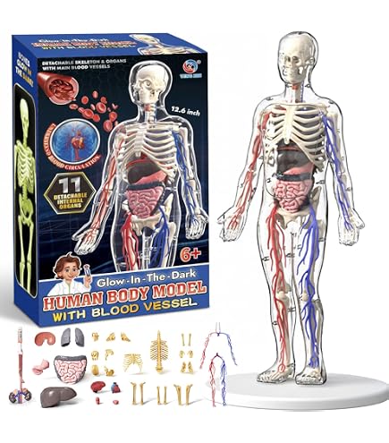 Amazon.com: ICEMOB 4D Human Hand Muscle Model,Human Hand & Wrist