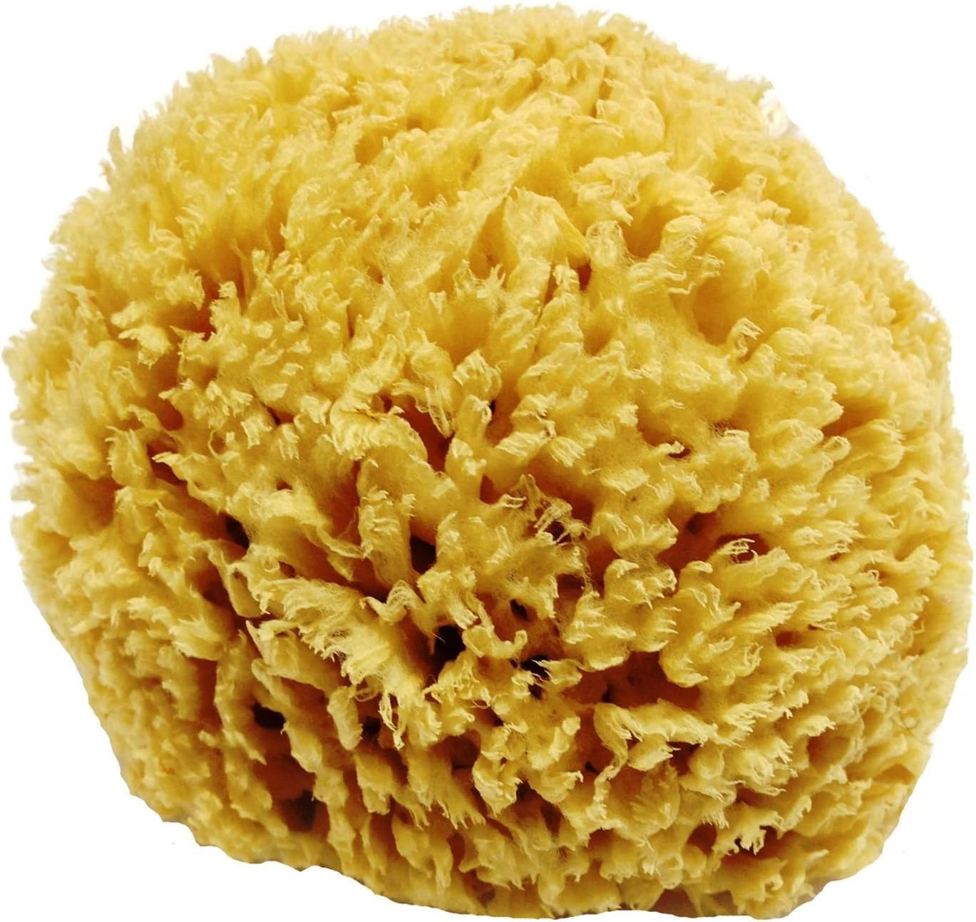 Unbleached Honeycomb Natural Sea Sponge - strong and durable - 100% Natural & Organic - Hypoallergenic - for babies, children and adults - used in bathing, cleansing, exfoliating, make-up, art, pets