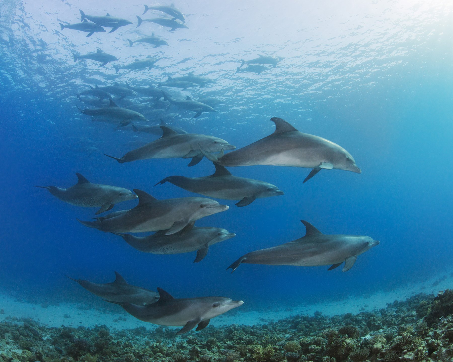 Wall Rogues WR50542 Underwater Dolphins - Paste The Wall Wallpaper Mural - 300cm x 240cm - Blue