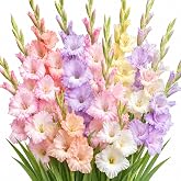 Pastel Mix Gladiolus Bulbs for Planting | Soft Pink, Lavender, Cream &amp; Peach Blooms | Tall Cut Flower Garden Favorites | Summer Blooming Perennial Flower Bulbs (10 Bulbs)