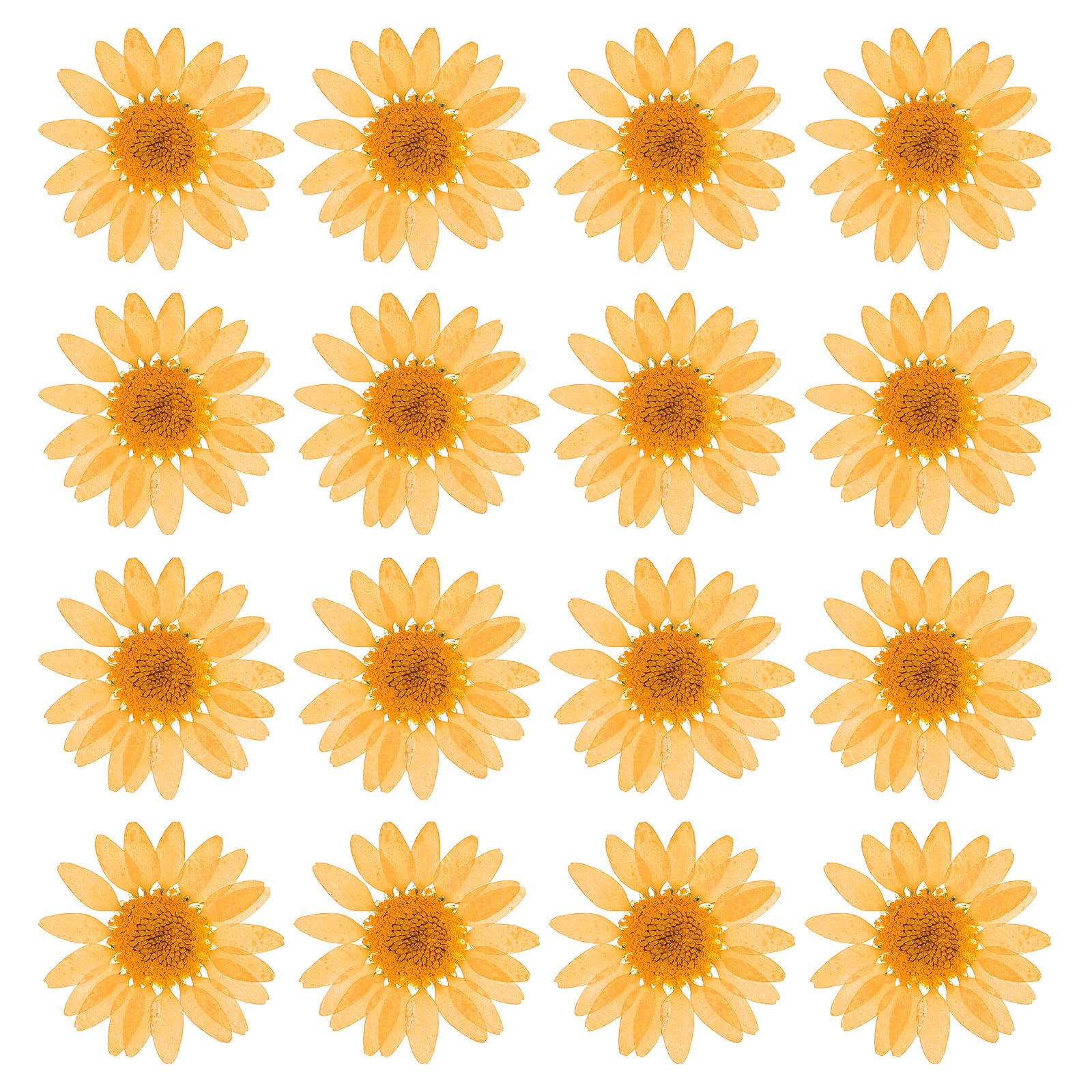 PATIKIL 48 Pcs Dried Pressed Flower Natural Dried Daisy Flower for DIY Art Crafts House Decoration Nails Decoration,Orange