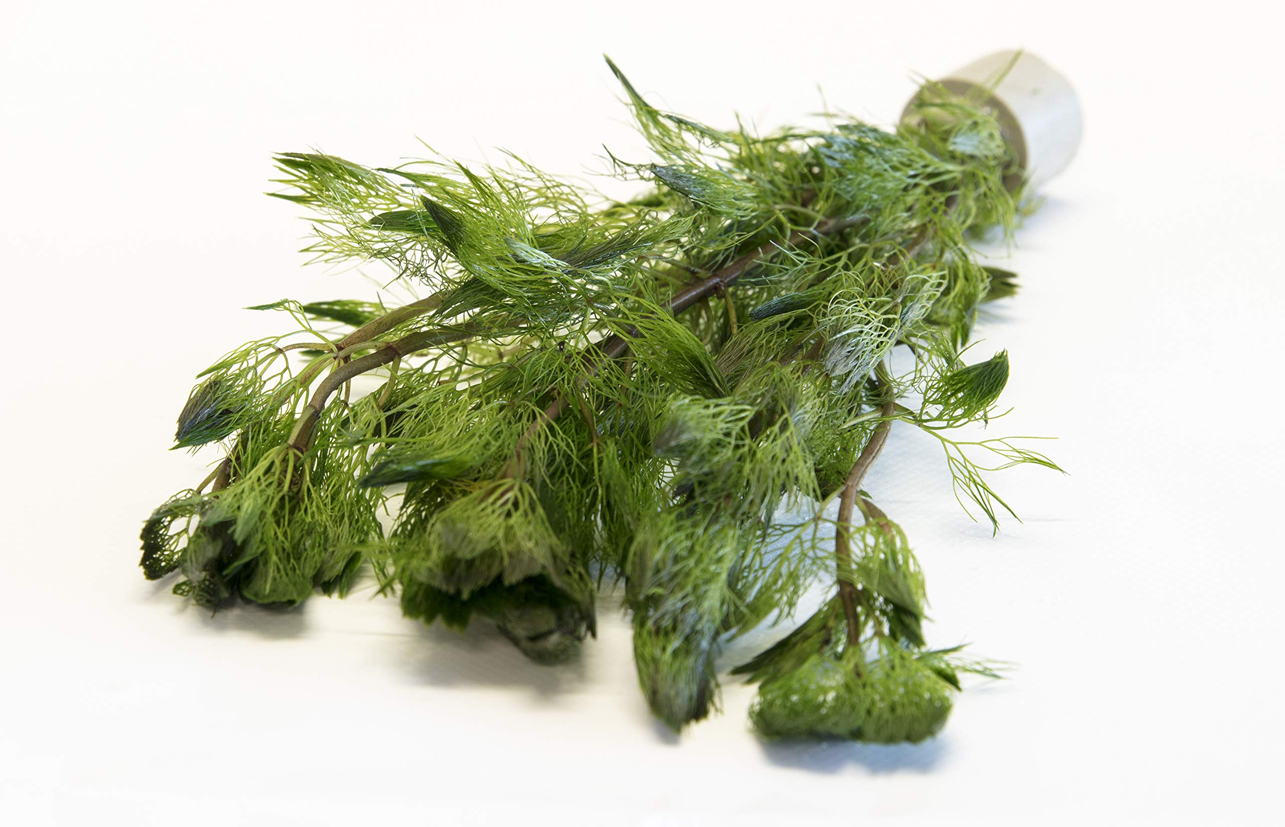 Lincspplant Mixed Tropical Live Aquarium Plants (10 Strand Ringed Cabomba)