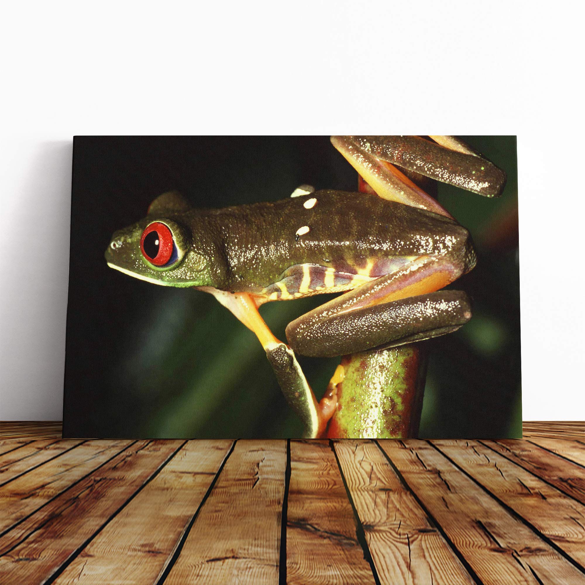 Red Eyed Leaf Frog Canvas Print | Gallery Wrapped 30mm Frame Wall Art | 20x14 inches | Ready to Hang | Modern Animals Picture | Living Room Bedroom Lounge Office