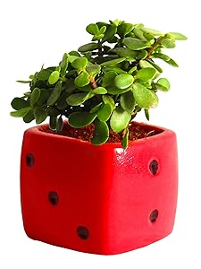 Rolling Nature Good Luck Jade Plant in Red Dice Ceramic Pot