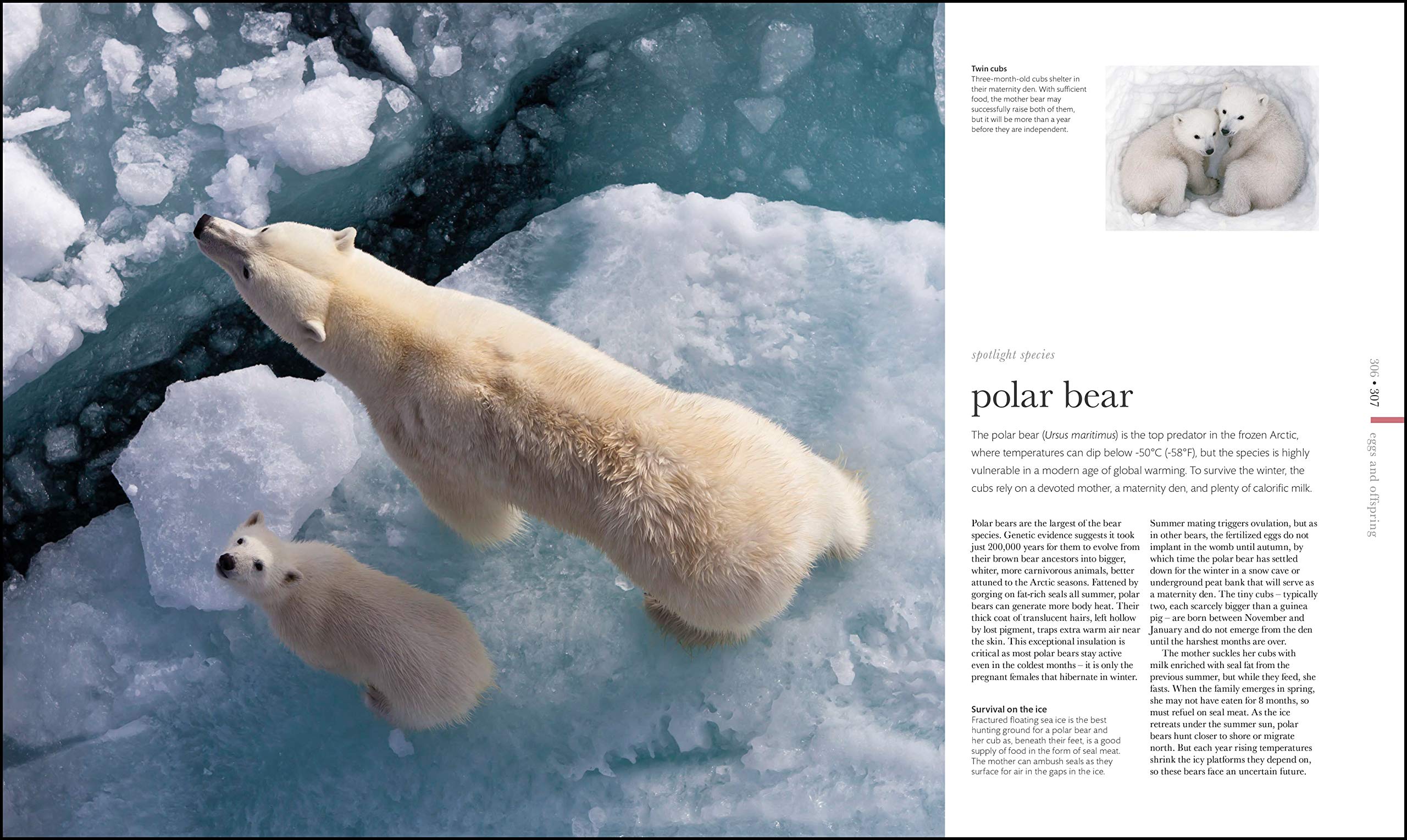The Science of Animals: From molluscs to mammals