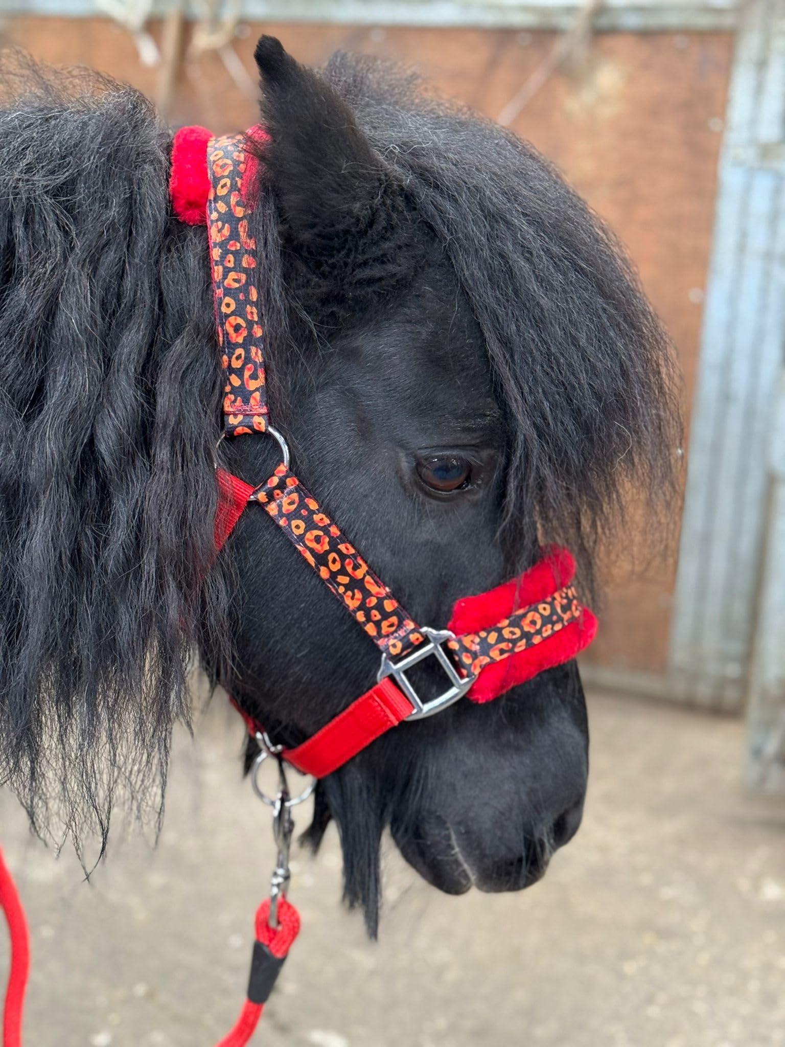 EQUIPRIDE HEADCOLLAR AND LEAD ROAD SET FAUX FUR FUN PRINT RED FULL-M SHET (Full)