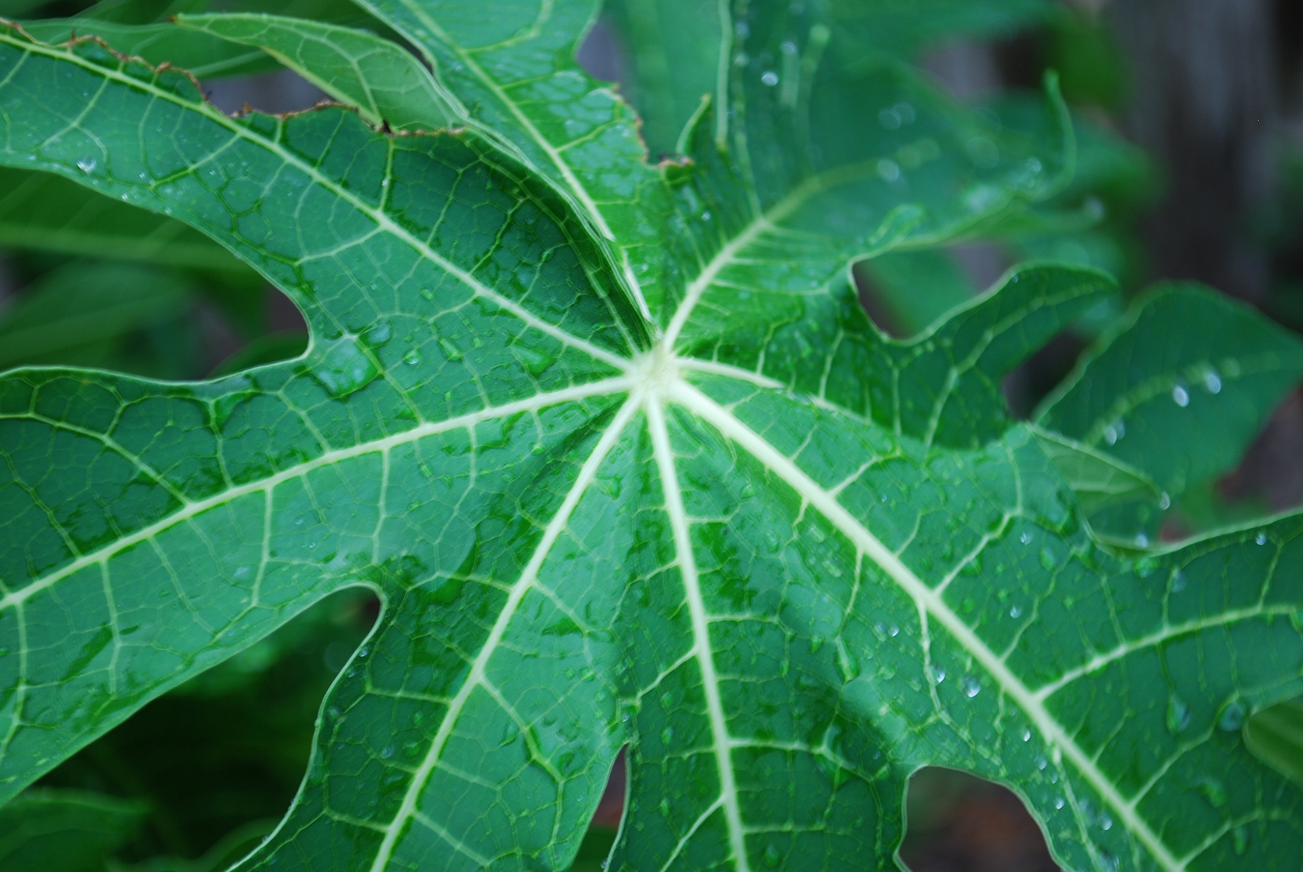 Fresh papaya leaves ORGANIC 1.0 LB Certified fresh from Florida