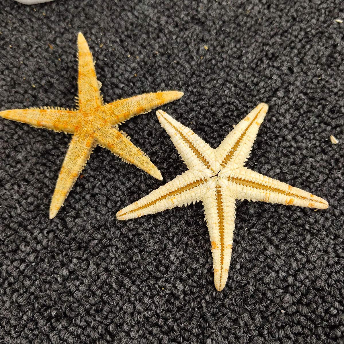 Photo 1 of 12 Extra Large Size Starfish - Tan Flat Sea Stars (3.3" - 4.3" / 85-110 mm), Beach Crafts, Wedding Invitations