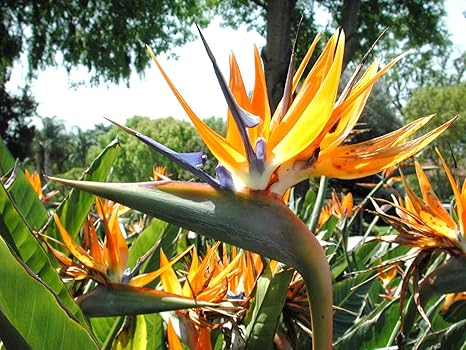 30 Graines Doiseaux De Paradis Fleur Strelitzia Reginae