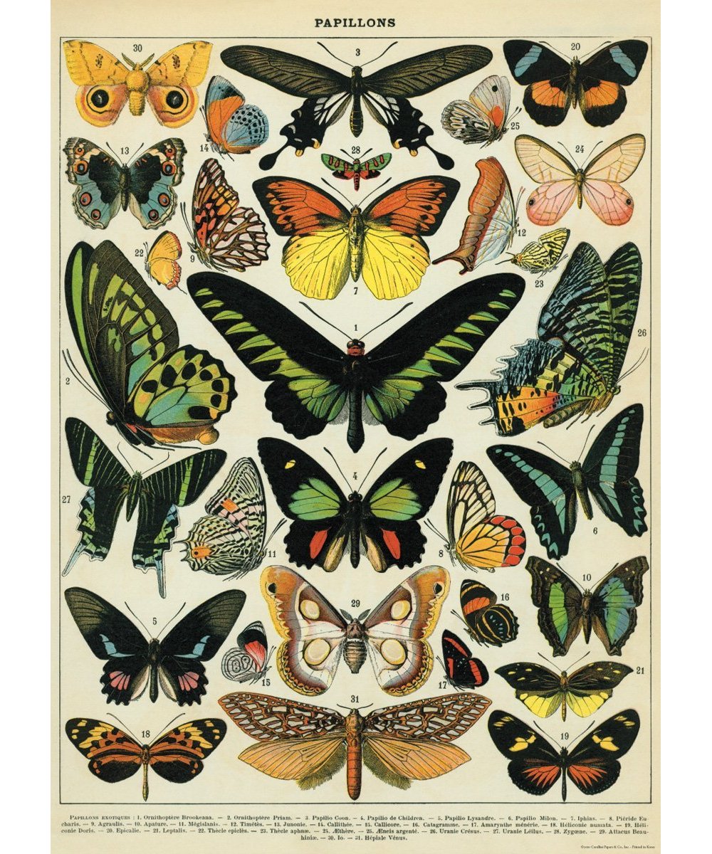 Cavallini Butterflies Wrapping Paper Amazon.co.uk Office Products