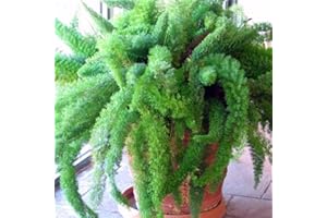 Palm Beach Medicinal Herbs - Foxtail Fern (Asparagus Meyerii) - Packet of 10 Seeds