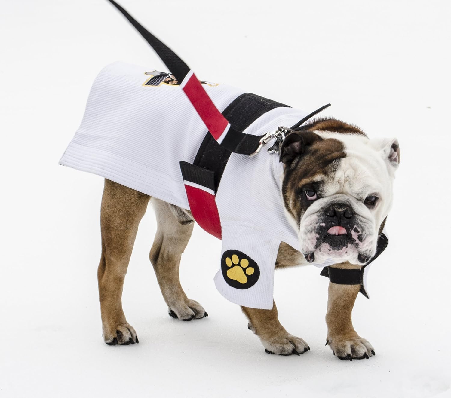 joint supplements for dogs petsmart