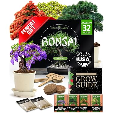Amazon Best Sellers: Best Indoor Bonsai