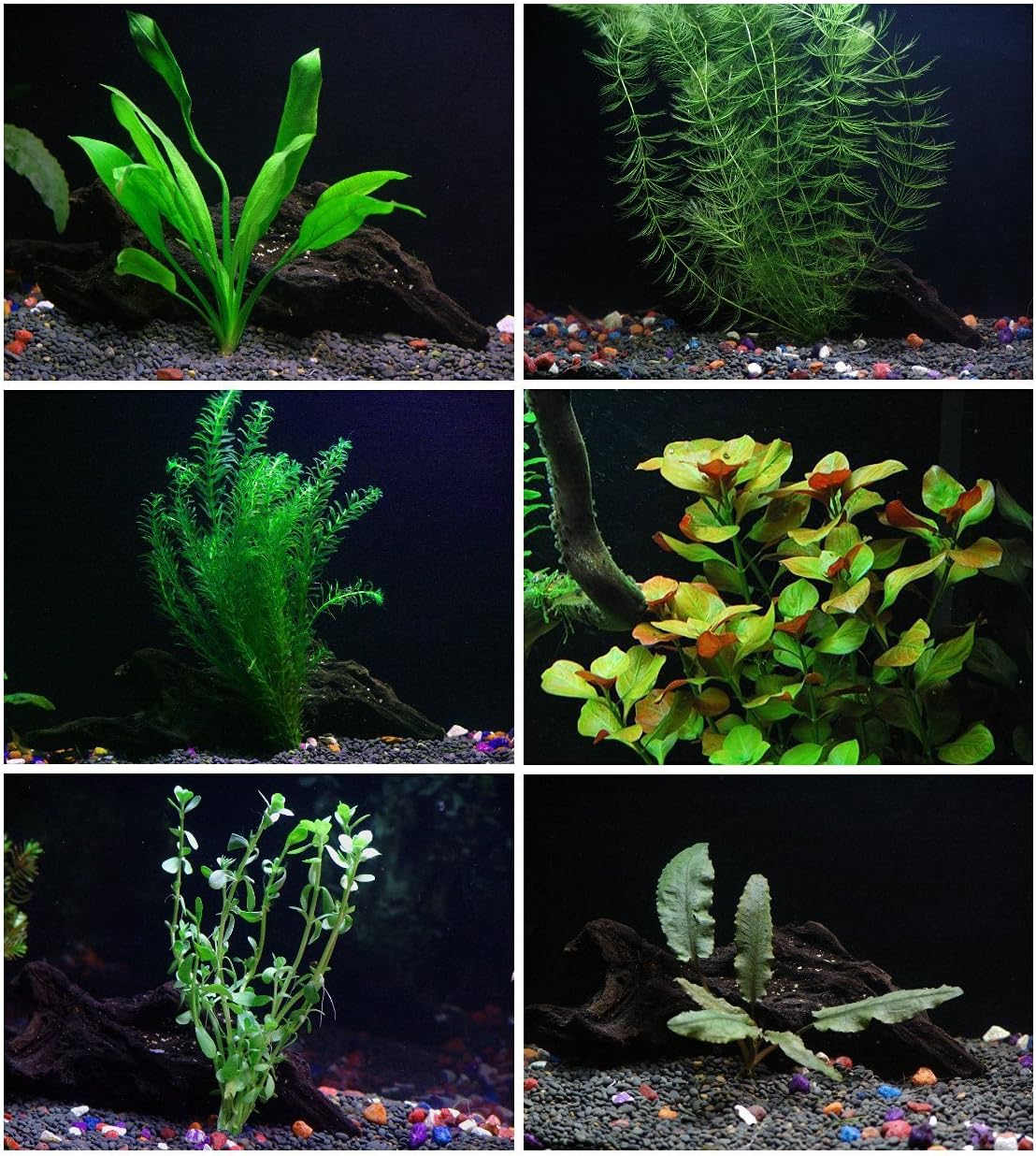 25+ stems / 6 species Live Aquarium Plants Package - Anacharis, Amazon and more! by Aquarium Plants Discounts