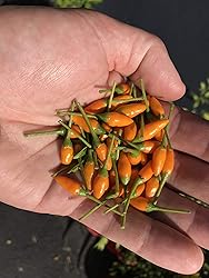 Yellow African Pequin Birds Eye Heirloom Pepper