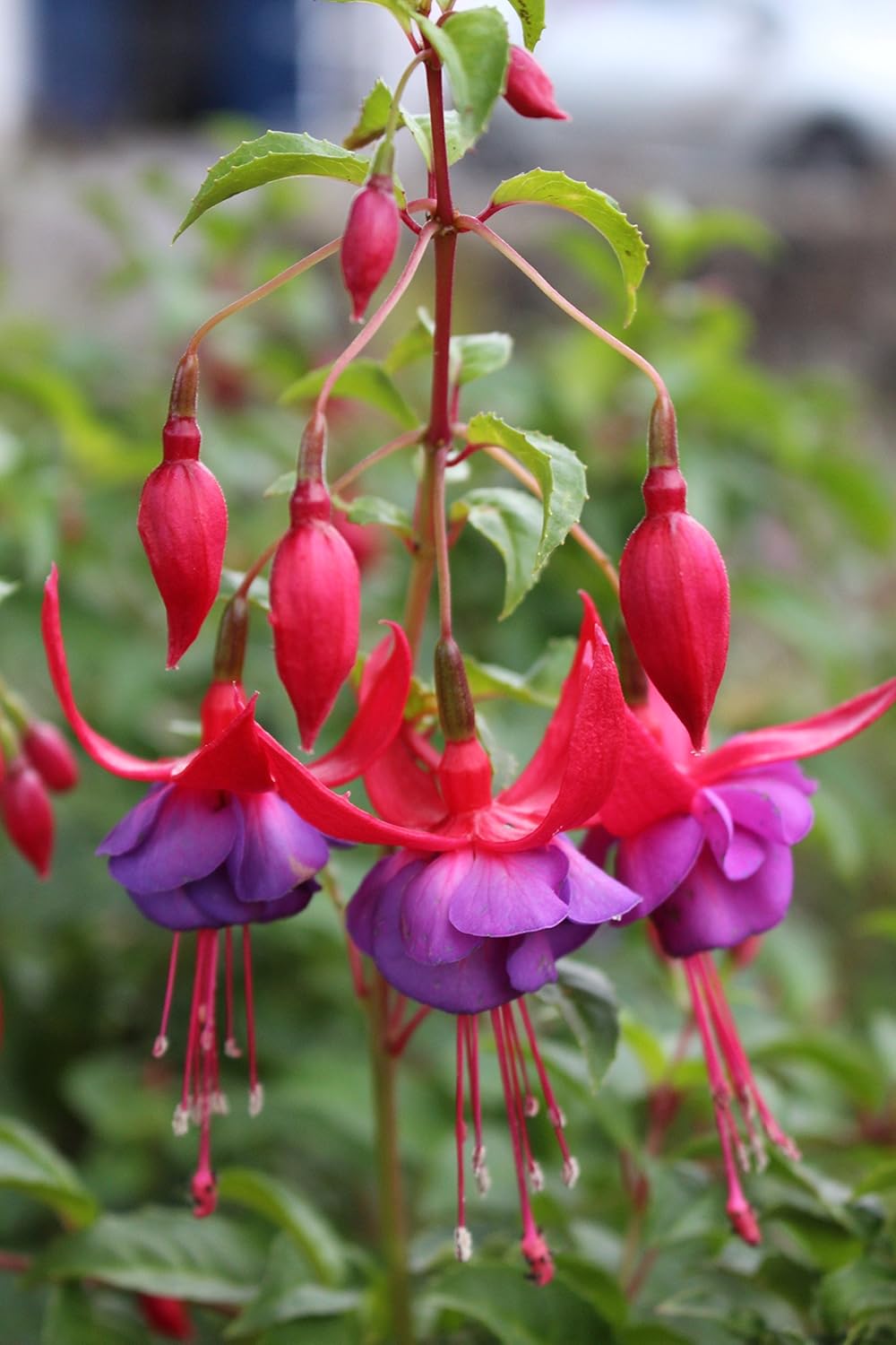 Fuchsia 'Army Nurse' a garden tested, hardy perennial plant supplied