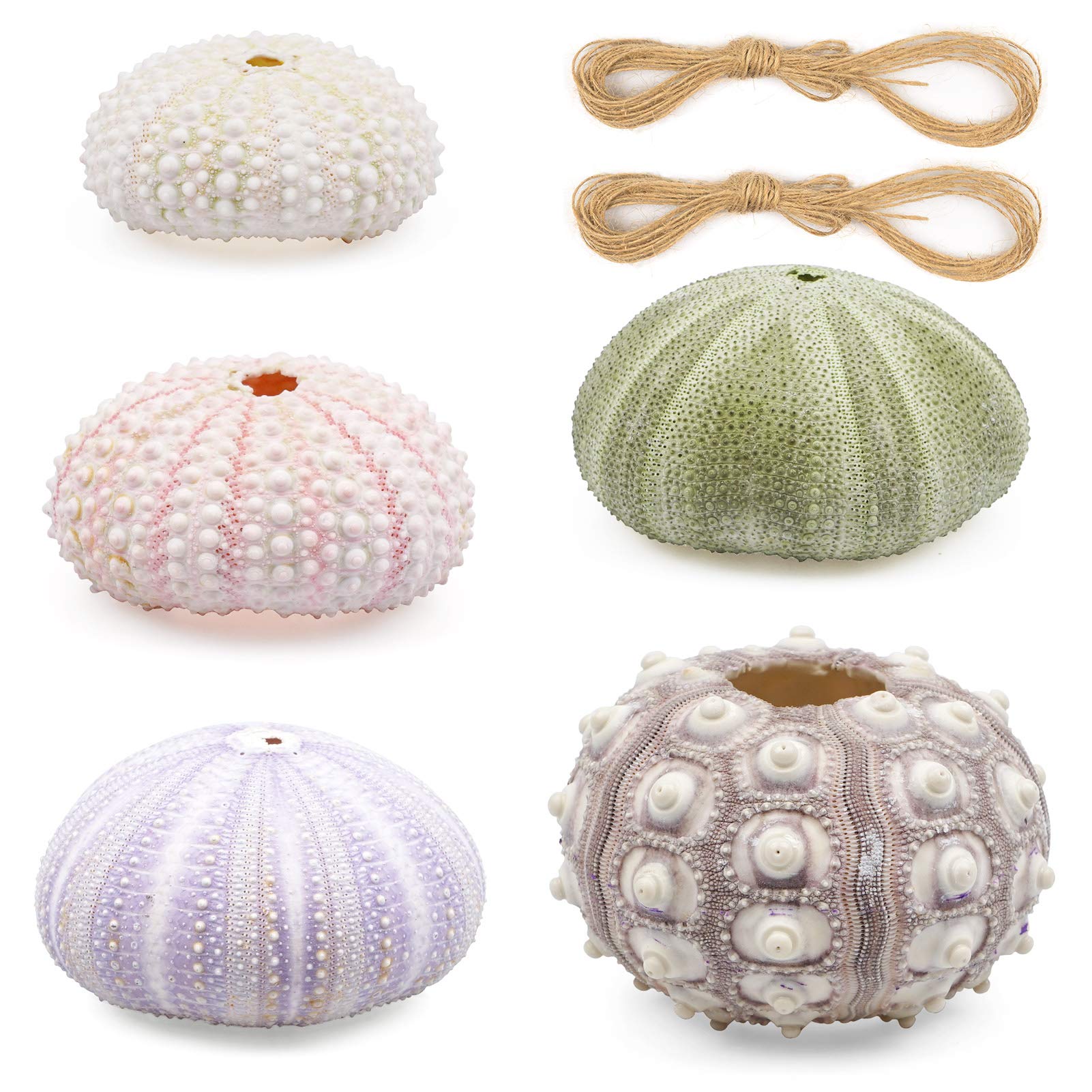 "N/A" ZUKEY 5 Pack Mini Sea Urchin Shell Hanging Pot- Decorative Hanging Air Plant Holder in 5 Styles Cute Tillandsia Succulent Display Container with Rustic Ropes