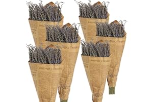Cedilis 6 Bundle Dried Lavender Flowers, 16'' Long, 600 Stems,100% Natural Dried Lavender Bunches, Strong Lavender Scent, Great for Home Decoration, Home Fragrance, Handmade Soap
