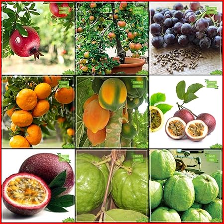 OhhSome Fruit Seeds Combo Tree Seeds and Fruit : Pomagranate, Apple, Grape, Orange, Papaya, Passion Fruit - Yellow, Passion Fruit - Violet, Thailand Guava, Kilo Pera Kitchen Garden Pack - Eco
