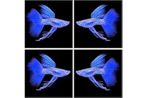 D&A TROPICAL FISH LLC D&A Tropical Live Fish - Blue Grass Ribbons Guppy Live Fish for Aquariums, Live Fish Freshwater (1 Breeding Pair (1Male,1Female))