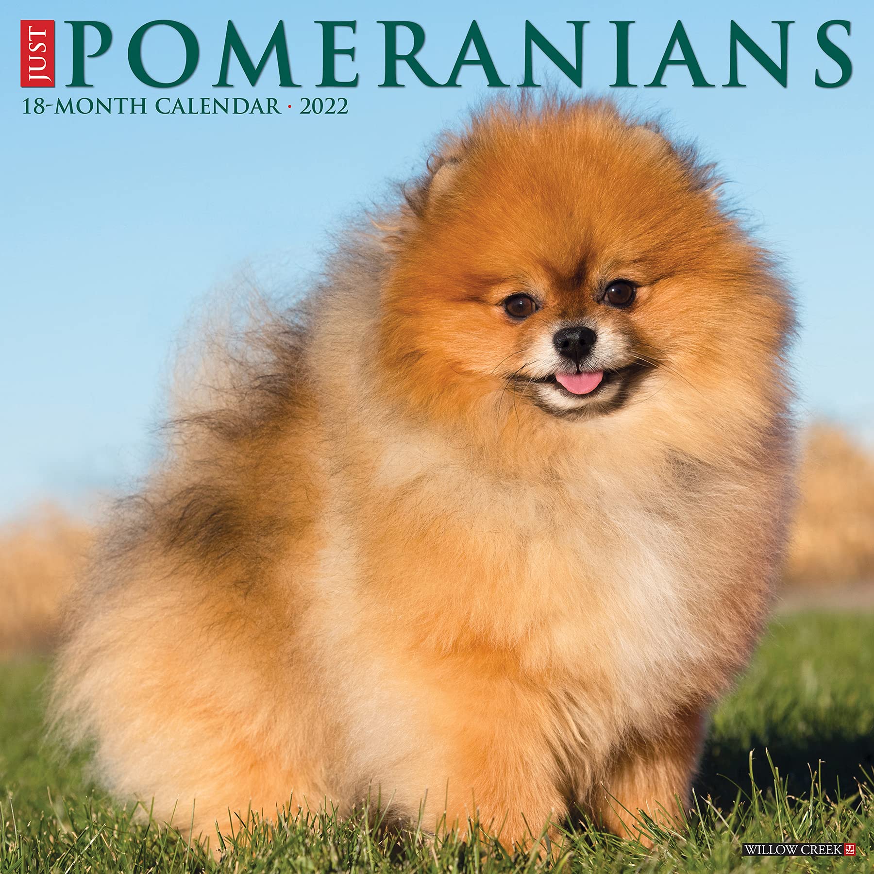 pomeranian large size