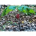 30 Wild American Ginseng Seeds for Planting - Panax quinquefolius