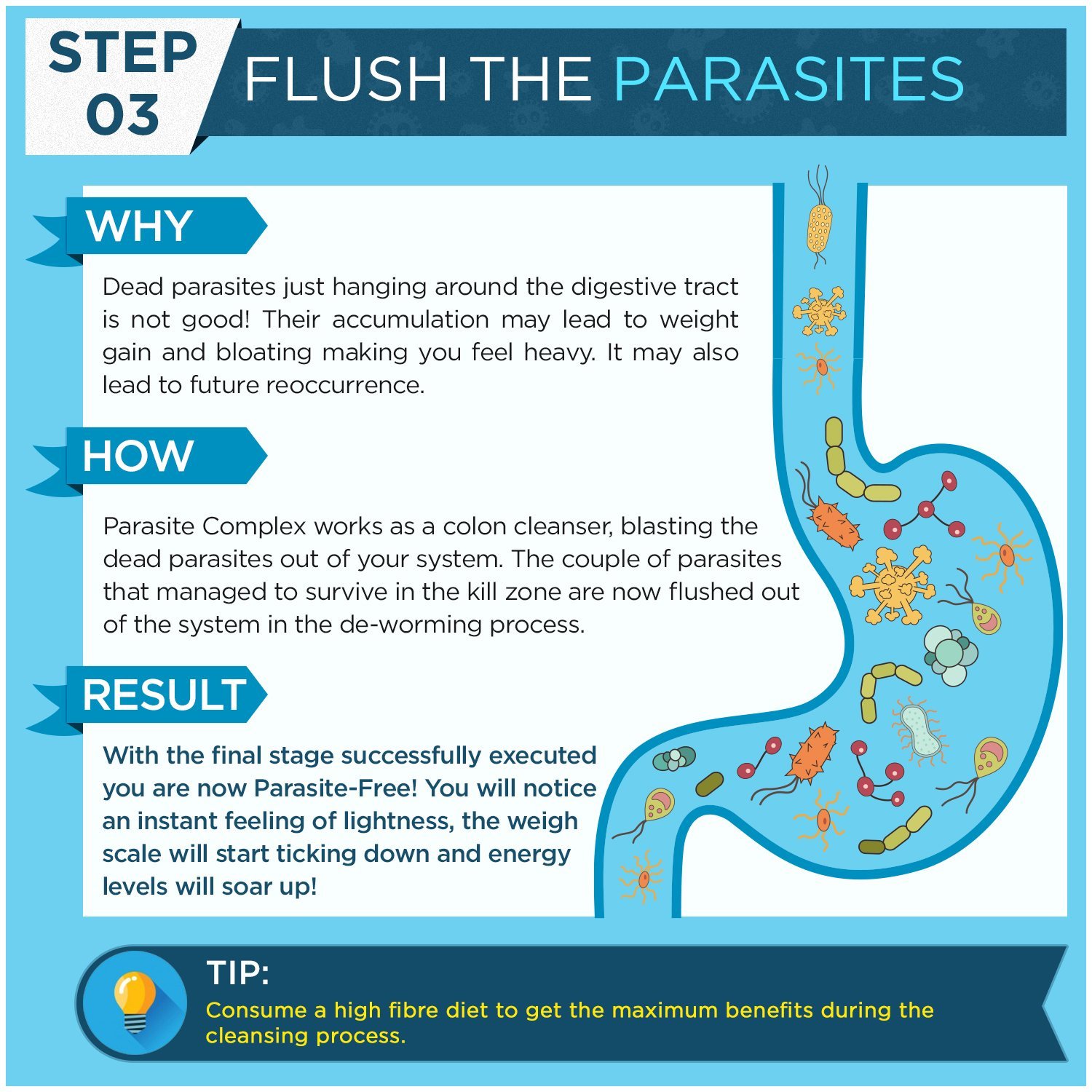 Parasite Colon Cleanse Recipes Blog Dandk
