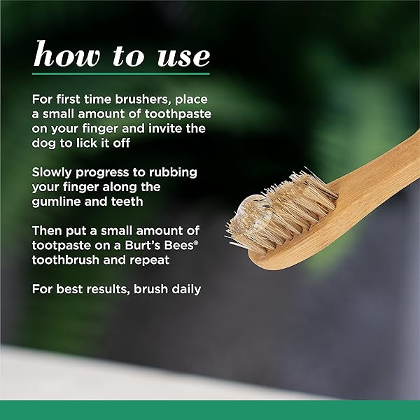 BURT’S BEES FOR PETS NATURALLY DERIVED ORAL CARE KIT DOG DENTAL KIT WITH TOOTHPASTE & BAMBOO TOOTHBRUSH DOG TOOTHBRUSH AND TOOTHPASTE WITH HONEYSUCKLE & PEPPERMINT OIL, FRESH MINT FLAVOR (2.5 OZ)