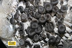 Root Mushroom Farm- Mushroom Liquid Cultures/Blue