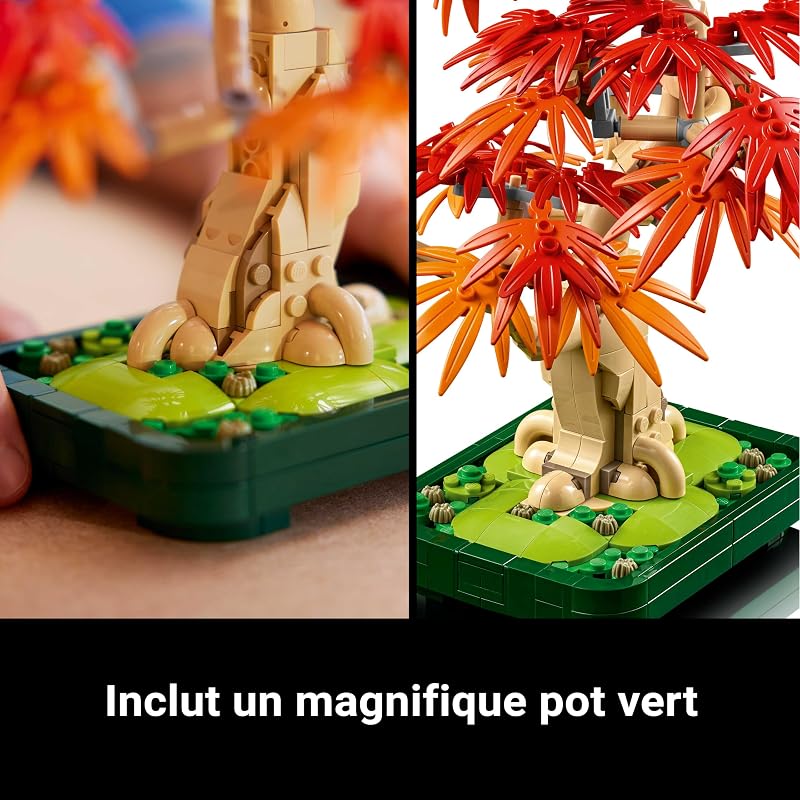 Botanicals Bonsaï d’érable Rouge du Japon 10348