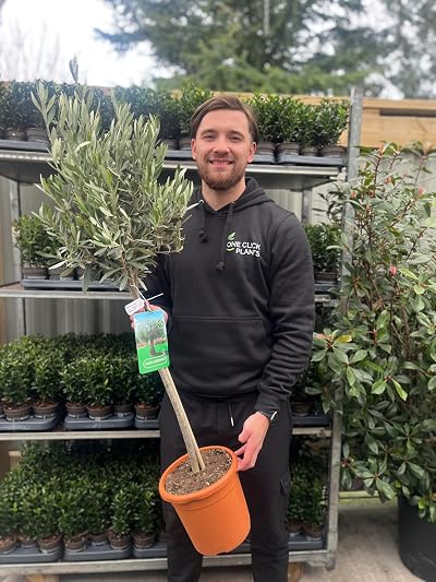 Olea Europaea Olive Tree 100-110cm | 1 Potted Patio Hardy Tree