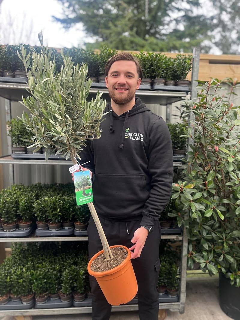 Olea Europaea Olive Tree 100-110cm | 1 Potted Patio Hardy Tree