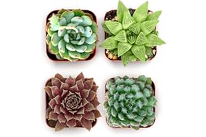 Shop Succulents Echeveria & Rosette Live Succulent Variety Pack – Fully Rooted 2" Potted Plants for Gifts, Favors, DIY Projects, Terrariums, Home Décor, and Garden Arrangements, 4 Pack
