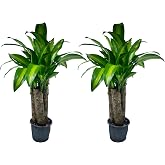 LEAL PLANTS ECUADOR Dracaena Massangeana (Pack of 2)&ndash; Striking Corn Plant with Bold Green &amp; Yellow Foliage, Low-Maintenance Indoor Plant,Perfect for Home Decor, Unique Gift for Plant Lover