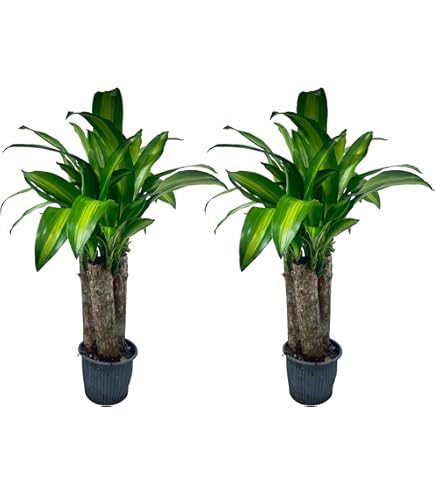 Amazon.com : Dracaena Tornado Live House Plant in 4" Pot : Patio, Lawn &  Garden